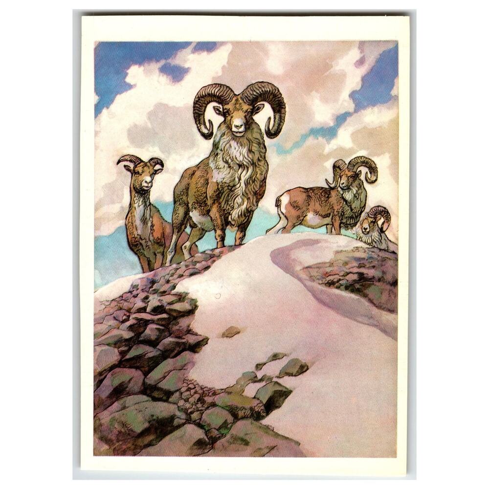 1979 Turkmen Mountain Sheep Ovis Ammon Gmelini Russian Art Postcard